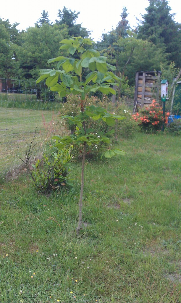 Unsere Kastanie, schon 175cm hoch